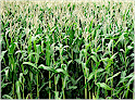 Greater Vancouver Agriculture Industry Directory