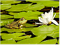 Greater Vancouver Pond Services for Home Improvement and Home Builders