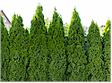 Greater Vancouver Hedge and Shrub Services for Home Improvement and Home Builders