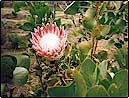 Maui Plant, Flower, Tree, and Garden