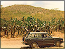 Makena and Kanahena Cacti, Maui