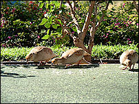 Kihei Alii Kai Maui - Birds