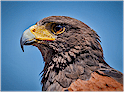 Greater Vancouver Bird Watching Directory