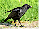 Greater Vancouver Birds Directory