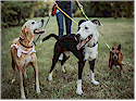 Greater Vancouver Pet and Animals Directory