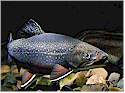 Greater Vancouver Fish Directory